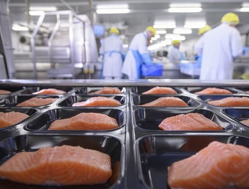 Trays of raw salmon waiting to be processed in a factory. In the background there are factory workers wearing protective gear including white coats, aprons and yellow hairnets.
