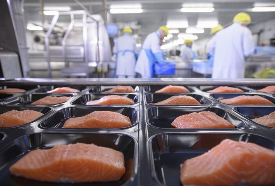 Trays of raw salmon waiting to be processed in a factory. In the background there are factory workers wearing protective gear including white coats, aprons and yellow hairnets.