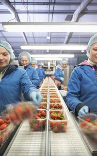Workers in a factory wearing protective coats and hair nets inspect boxes of strawberries as they move along a conveyor belt.